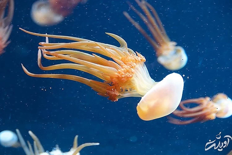 رد انسان از ۶۰۰ میلیون سال پیش زده شد!